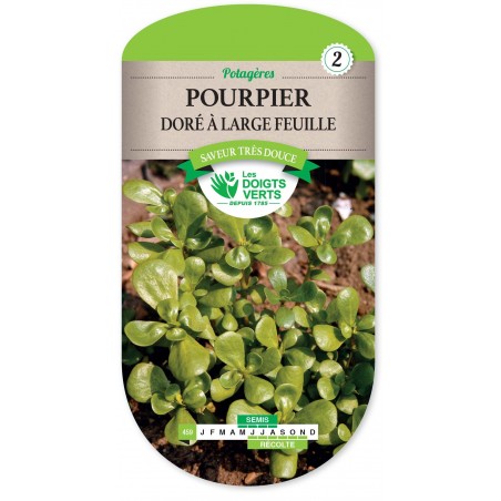 POURPIER DORE A LARGE FEUILLE CAT 2 POURPIER DORE A LARGE FEUILLE CAT 2