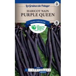 HARICOT NAIN PURPLE QUEEN cat3