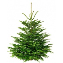 SAPIN EPICEA COUPÉ 150-200CM