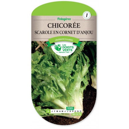 CHICOREE CORNET D ANJOU cat1 CHICOREE CORNET D ANJOU cat1