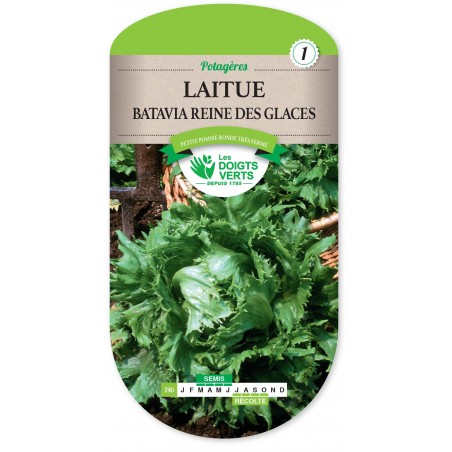 LAITUE BATAVIA REINE DES GLACES LAITUE BATAVIA REINE DES GLACES