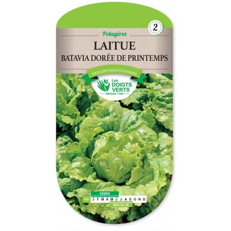 LAITUE BATAVIA DOREE PRINTEMPS LAITUE BATAVIA DOREE PRINTEMPS