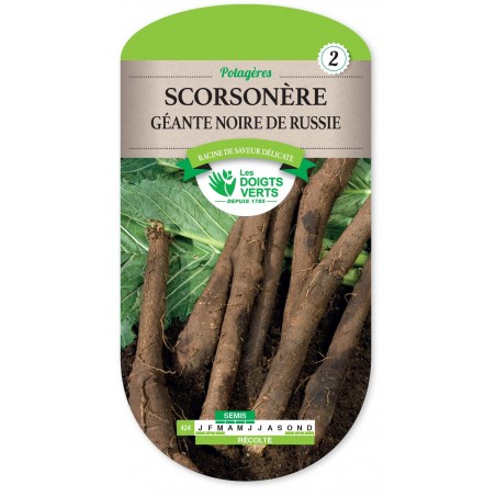 SCORSONERE GEANTE DE RUSSIE cat2 SCORSONERE GEANTE DE RUSSIE cat2