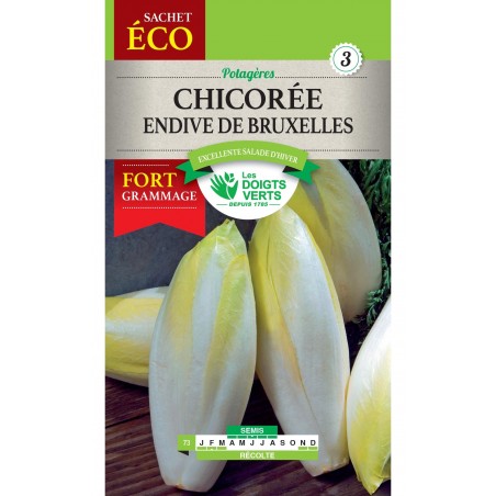 CHICOREE ENDIVE DE BRUXELLES CHICOREE ENDIVE DE BRUXELLES