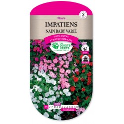 IMPATIENS NAINE BABY VARIEE