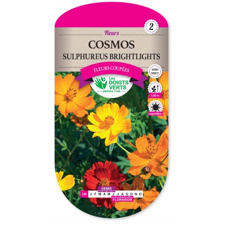 COSMOS SULFUREUS-BRIGHTLIGHTS CAT2