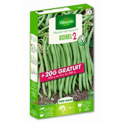 HARICOTS NAINS SANS FIL...
