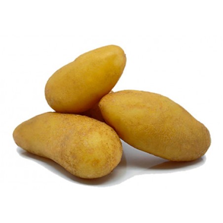 Pomme De Terre Michelle Pomme De Terre Nouvelle Agatha Filet – 26 Fruits 9 SAC 1.5KG + 0.5 OFFERT POMME DE TERRE MICHELLE - CALIBRE 28/35