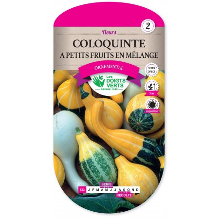 COLOQUINTE A PETITS FRUITS EN MELANGE cat2 COLOQUINTE A PETITS FRUITS EN MELANGE cat2