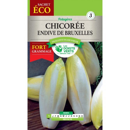 CHICOREE ENDIVE DE BRUXELLES