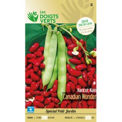 HARICOT CANADIAN WONDER