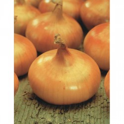 OIGNON RD JNE PAILLE VERTUS...