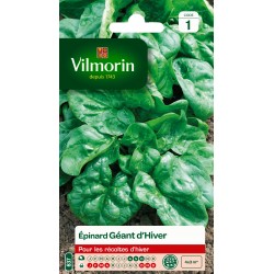 ÉPINARD GÉANT D'HIVER -...