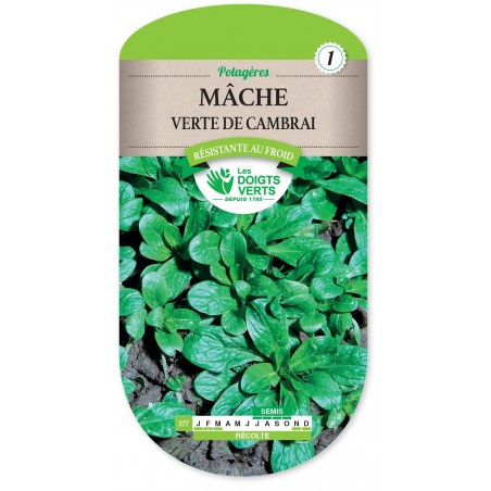 MACHE VERTE DE CAMBRAI cat1 MACHE VERTE DE CAMBRAI cat1