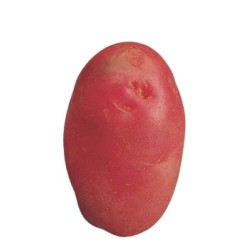 SAC POMMES DE TERRE DÉSIRÉE...