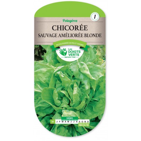 CHICOREE SAUVAGE BLONDE AMELIO cat1 CHICOREE SAUVAGE BLONDE AMELIO cat1