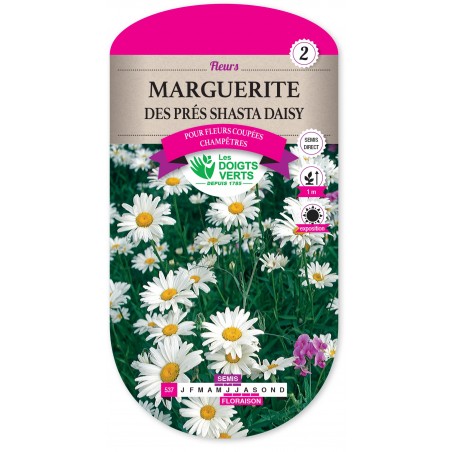 MARGUERITE DES PRES SHASTA DAISY