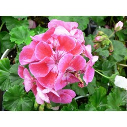 GERANIUM ZONAL 10CM