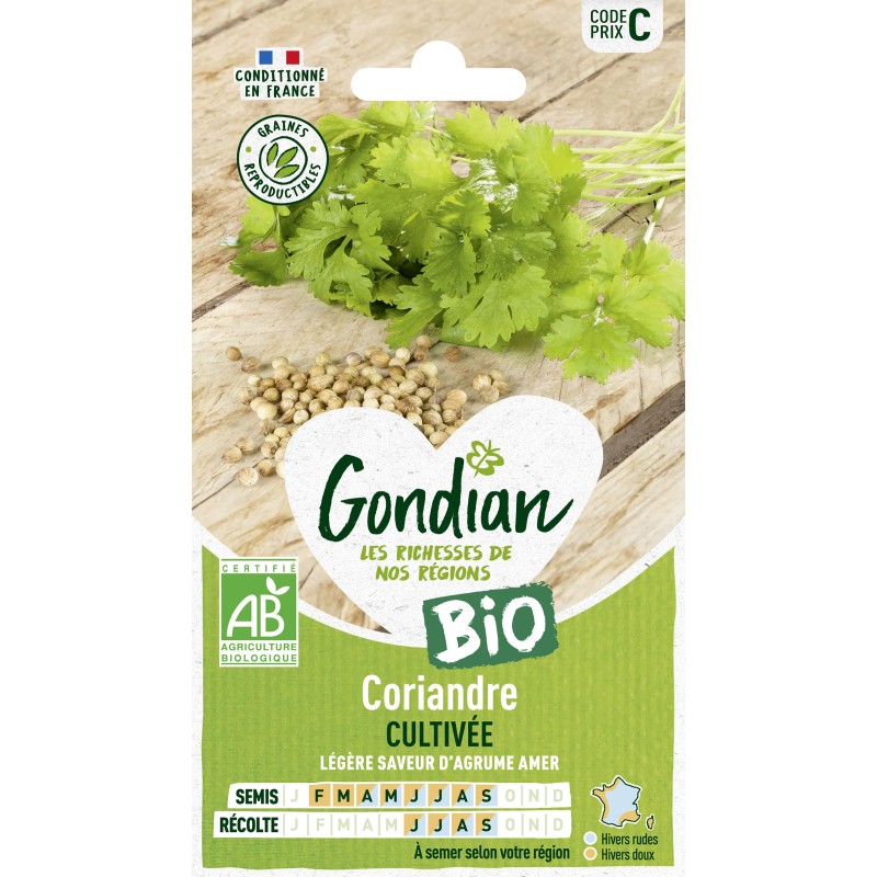 Graines de Coriandre, Coriandrum sativum, Aromatique