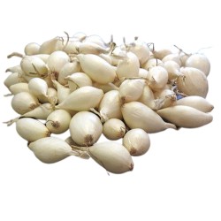 OIGNONS BLANCS SNOWBALL...