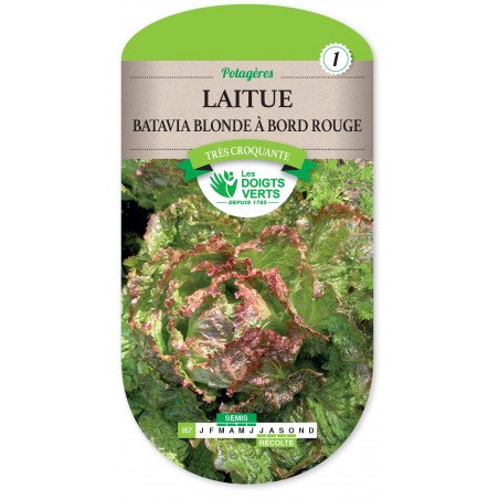 LAITUE BATAVIA BLONDE BORD ROUGE LAITUE BATAVIA BLONDE BORD ROUGE