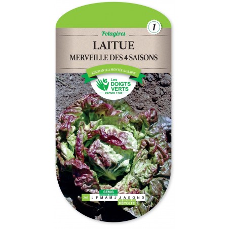LAITUE MERVEILLE 4 SAISONS cat1 LAITUE MERVEILLE 4 SAISONS cat1