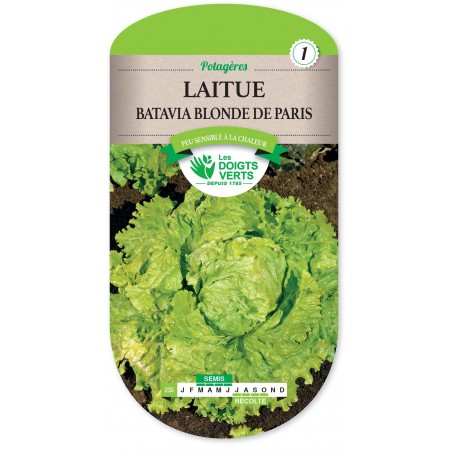 LAITUE BATAVIA BLONDE DE PARIS cat1 LAITUE BATAVIA BLONDE DE PARIS cat1
