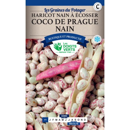 HARICOT NAIN À ÉCOSSER COCO DE PRAGUE NAIN 250G HARICOT NAIN À ÉCOSSER COCO DE PRAGUE NAIN 250G