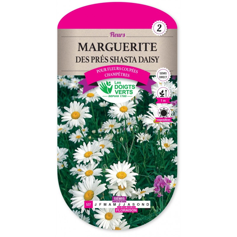 MARGUERITE DES PRES SHASTA DAISY