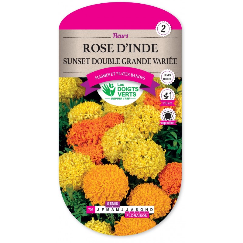 ROSE D’INDE SUNSET DOUBLE GRANDE VARIÉE cat2