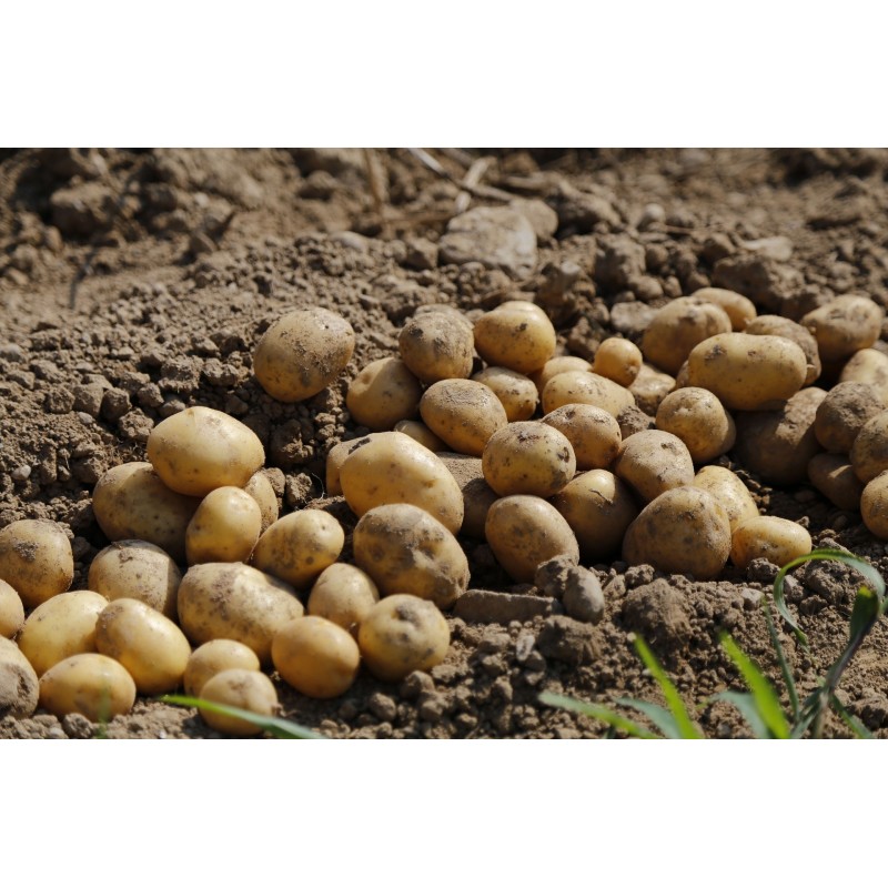 SPUNTA 28/35 FR/HO CLAYETTE 60 PLANTS SPUNTA 28/35 FR/HO CLAYETTE 60 PLANTS