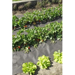 FEUTRE DE PAILLAGE VÉGÉTAL...