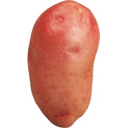 SAC POMMES DE TERRE...