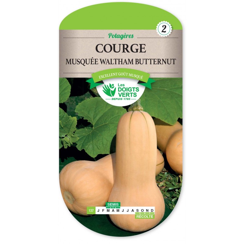 COURGE MUSQUEE WALTHAM BUTTERNUT