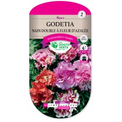 GODETIA NAIN DOUBLE A FLEUR...