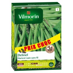 HARICOT NAIN SANS FIL...