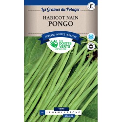 HARICOT NAIN PONGO CAT E -...