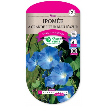 IPOMEE A GRANDE FLEUR BLEU D AZUR cat2 IPOMEE A GRANDE FLEUR BLEU D AZUR cat2
