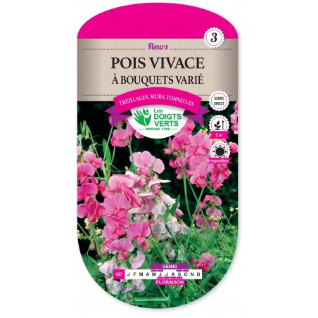 POIS VIVACE A BOUQUET VARIE cat3 POIS VIVACE A BOUQUET VARIE cat3