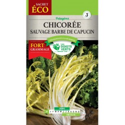 CHICOREE SAUVAGE AMERE