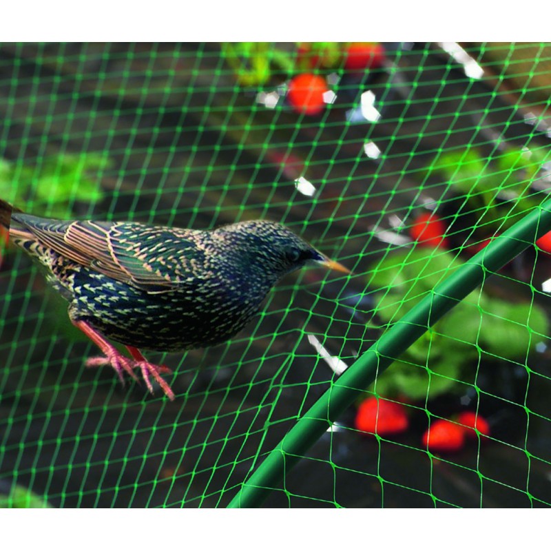 Charente-Maritime : un mortel filet pour les oiseaux, celui des