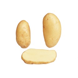 SAC 1.5KG POMME DE TERRE...