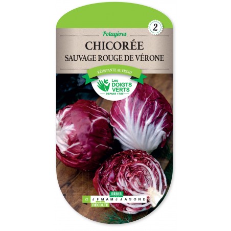 CHICOREE SAUVAGE ROUGE VERONE cat2 CHICOREE SAUVAGE ROUGE VERONE cat2