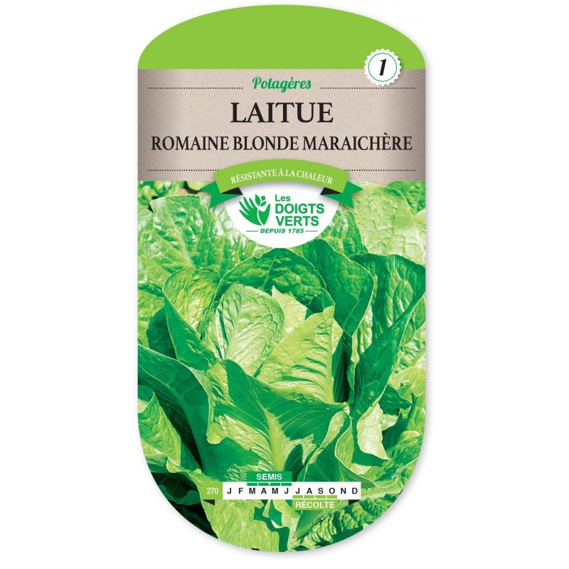 LAITUE ROMAINE BLONDE MARAICHERE