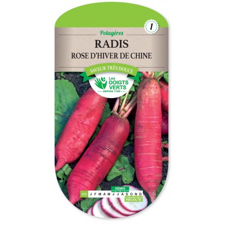 RADIS ROSE D HIVER DE CHINE cat1 RADIS ROSE D HIVER DE CHINE cat1