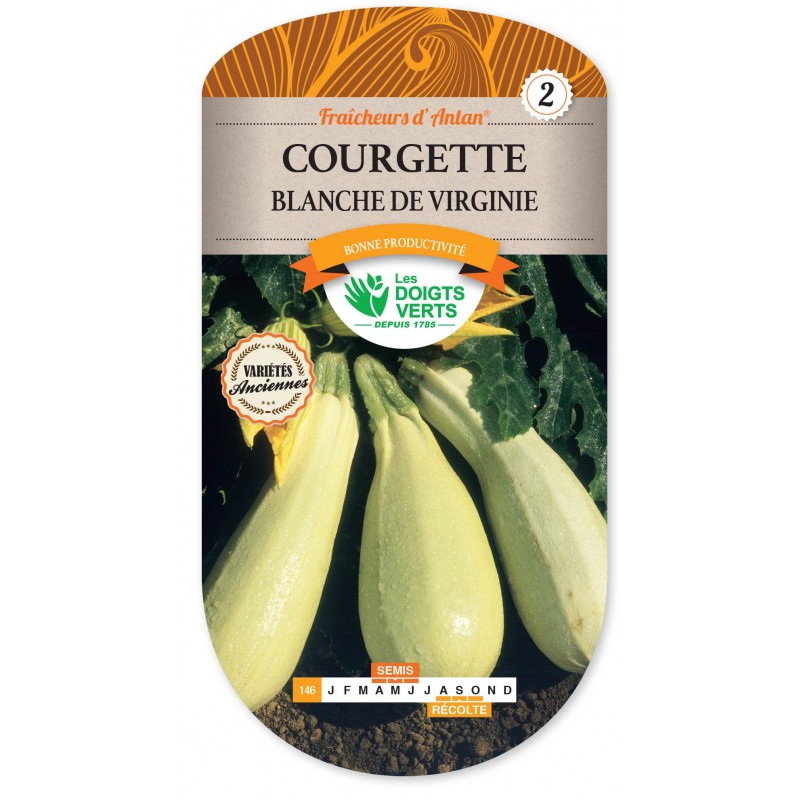 COURGETTE BLANCHE DE VIRGINIE CAT 2