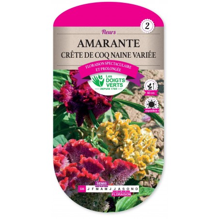 AMARANTE CRETE DE COQ NAINE VA cat2 AMARANTE CRETE DE COQ NAINE VA cat2