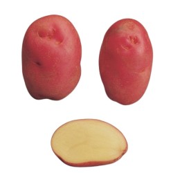 SAC 3KG POMME DE TERRE...