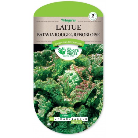 LAITUE BATAVIA ROUGE GRENOBLOISE