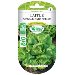 LAITUE BATAVIA BLONDE DE...